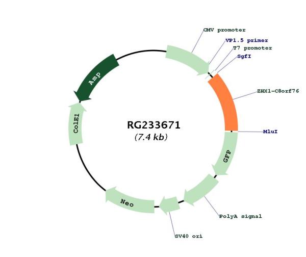 Circular map for RG233671