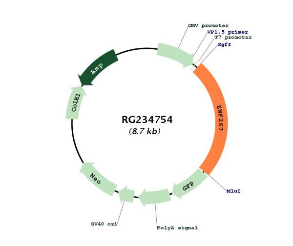 Circular map for RG234754