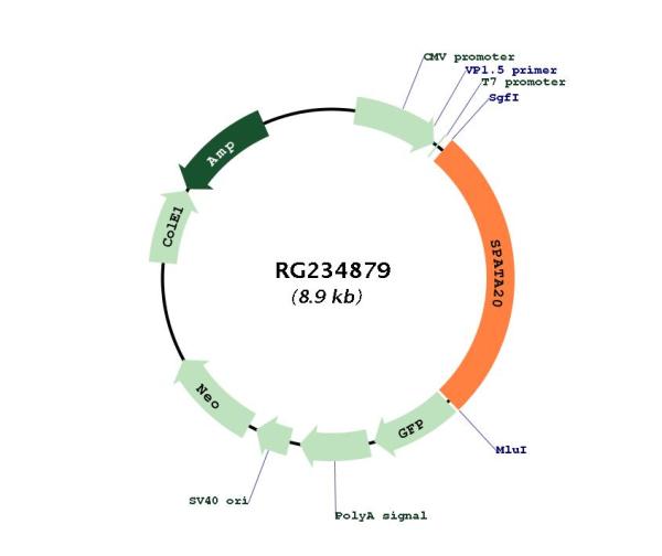 Circular map for RG234879