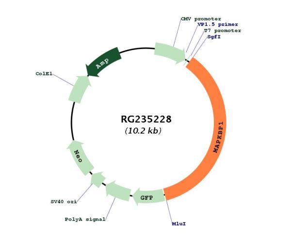 Circular map for RG235228