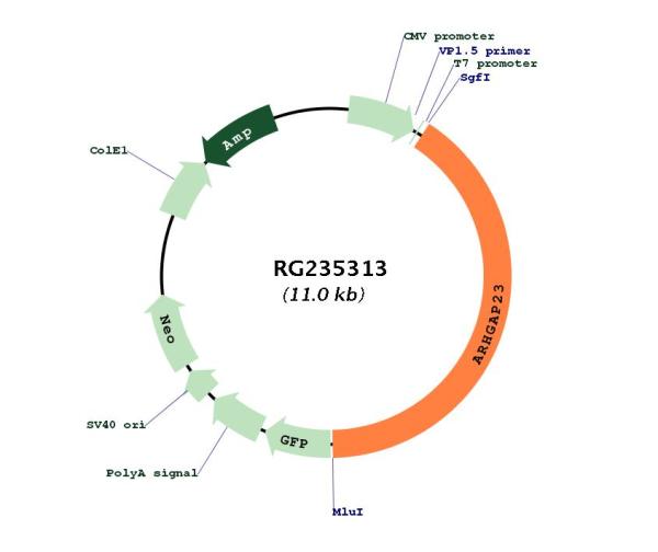 Circular map for RG235313