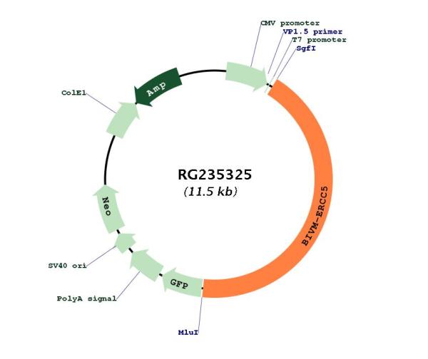 Circular map for RG235325