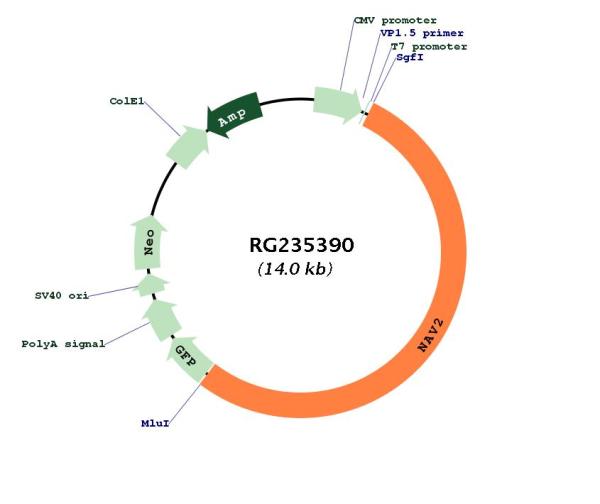 Circular map for RG235390