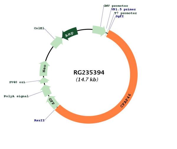 Circular map for RG235394