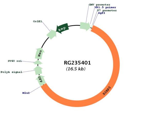 Circular map for RG235401