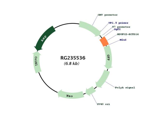 Circular map for RG235536