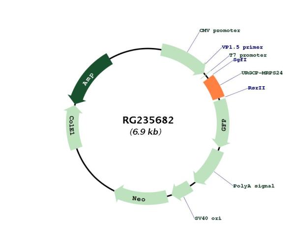 Circular map for RG235682
