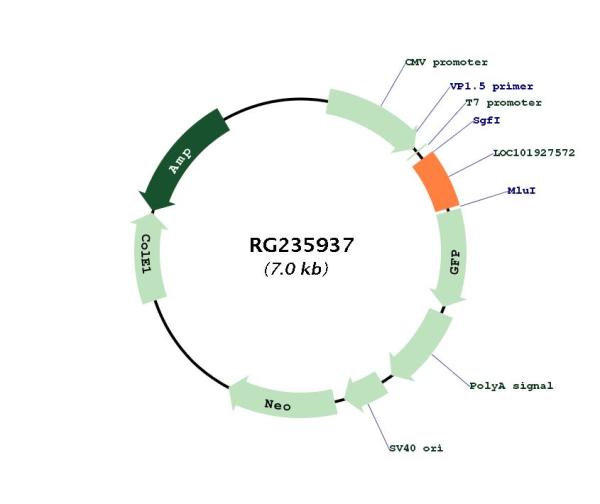 Circular map for RG235937