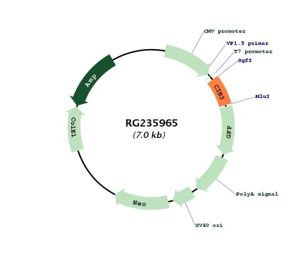 Circular map for RG235965