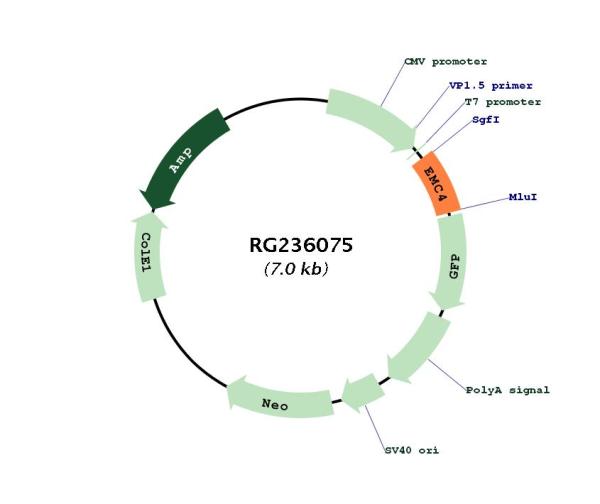 Circular map for RG236075