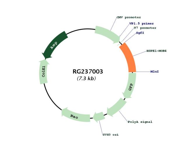 Circular map for RG237003
