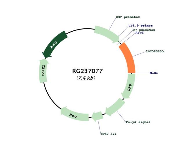Circular map for RG237077
