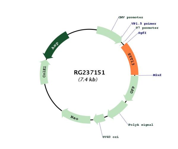 Circular map for RG237151