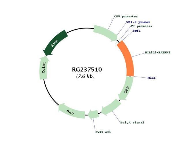 Circular map for RG237510