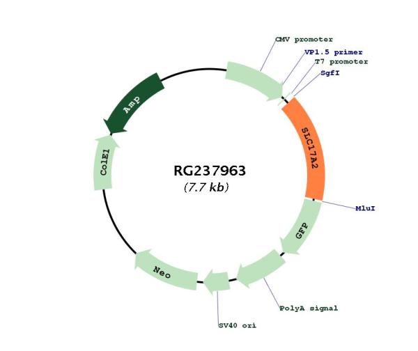 Circular map for RG237963