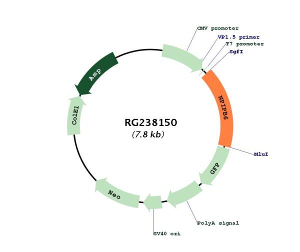 Circular map for RG238150
