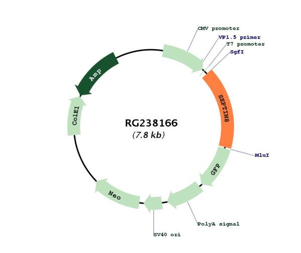 Circular map for RG238166