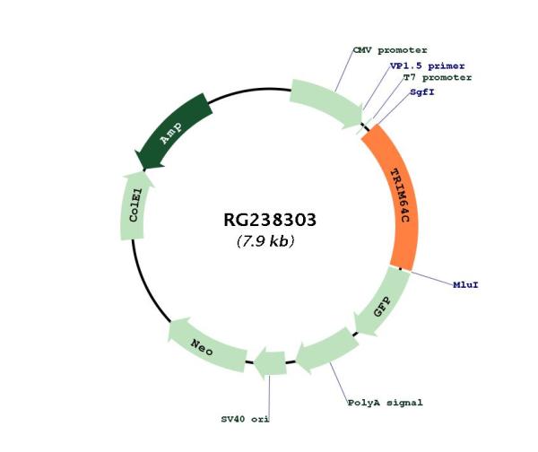 Circular map for RG238303