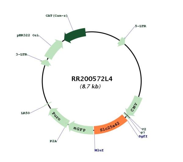 Circular map for RR200572L4