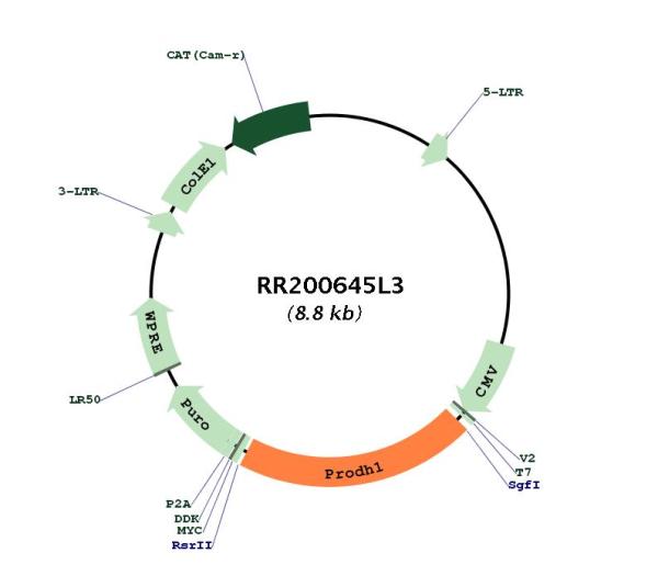 Circular map for RR200645L3
