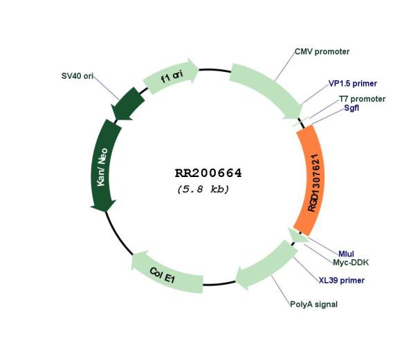 Circular map for RR200664