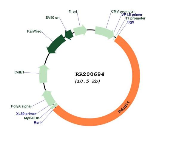 Circular map for RR200694