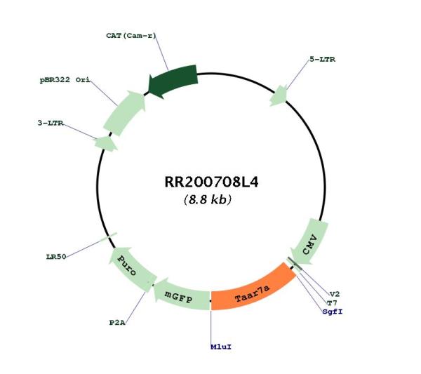 Circular map for RR200708L4