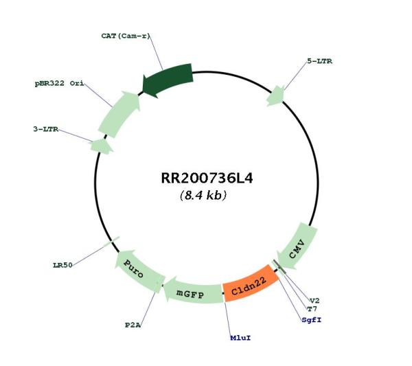 Circular map for RR200736L4