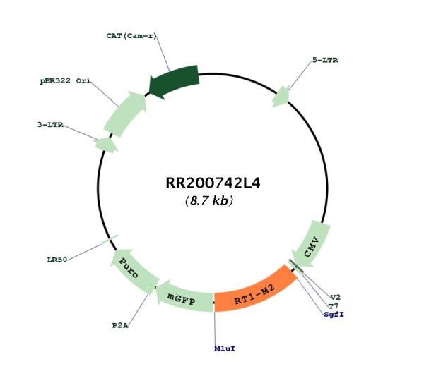 Circular map for RR200742L4