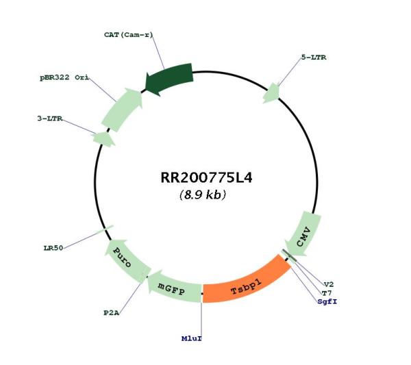 Circular map for RR200775L4