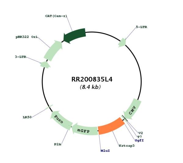 Circular map for RR200835L4