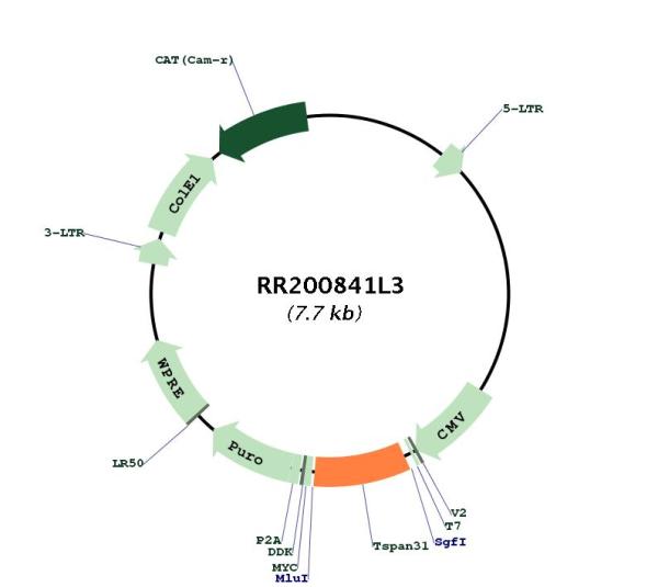 Circular map for RR200841L3
