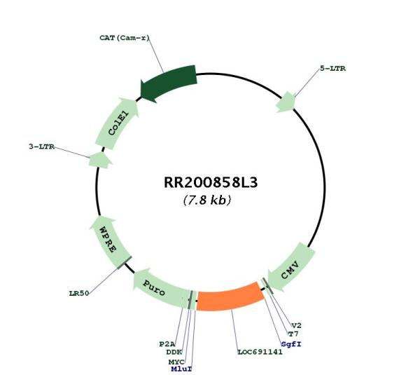Circular map for RR200858L3