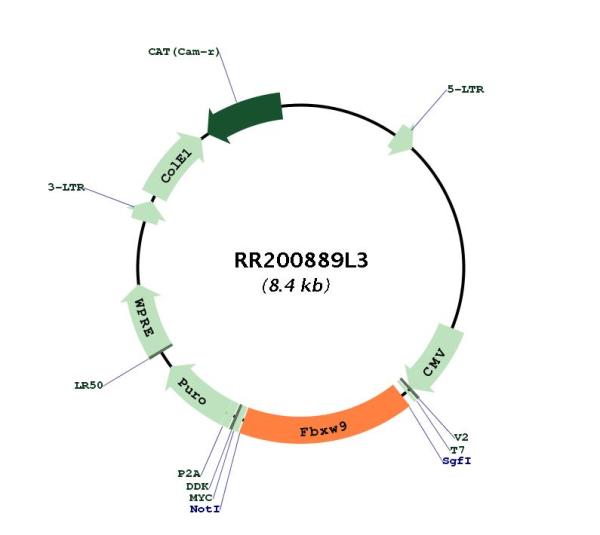 Circular map for RR200889L3