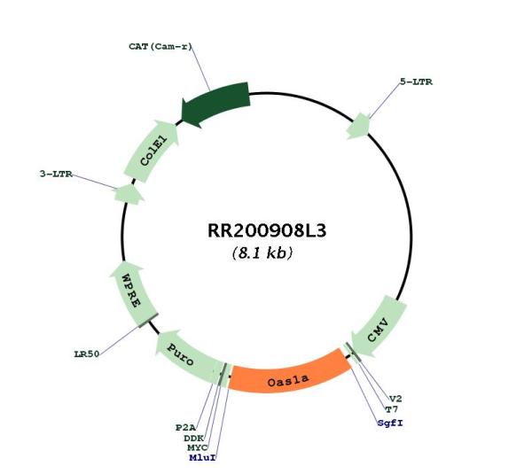 Circular map for RR200908L3