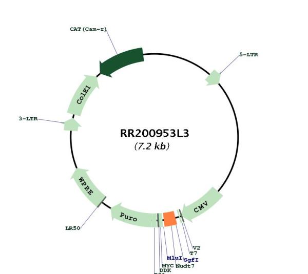 Circular map for RR200953L3