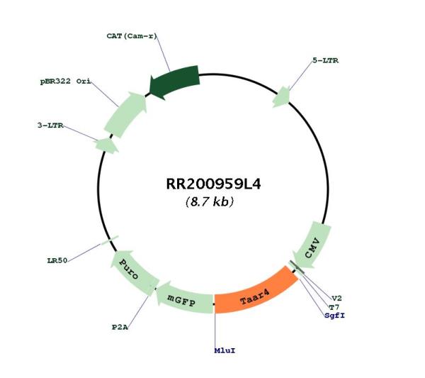 Circular map for RR200959L4