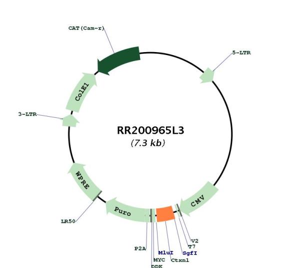 Circular map for RR200965L3
