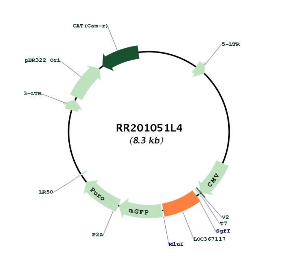 Circular map for RR201051L4