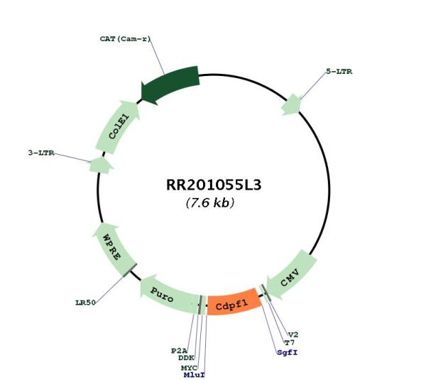 Circular map for RR201055L3