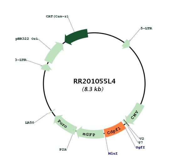 Circular map for RR201055L4