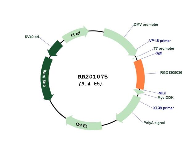 Circular map for RR201075