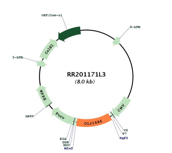 Circular map for RR201171L3