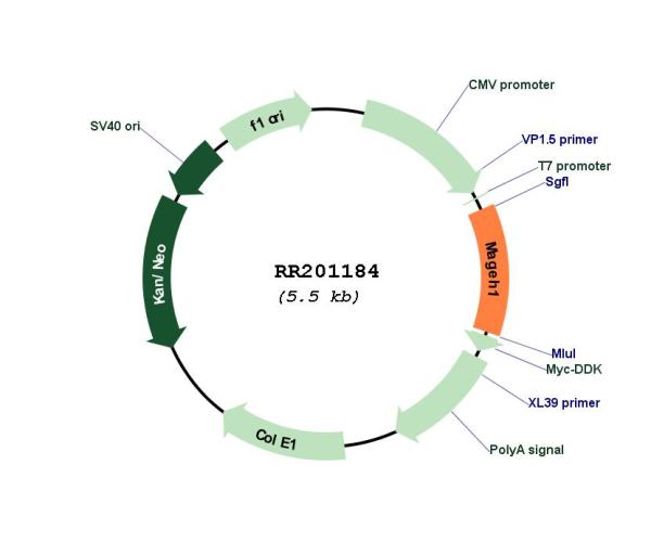 Circular map for RR201184