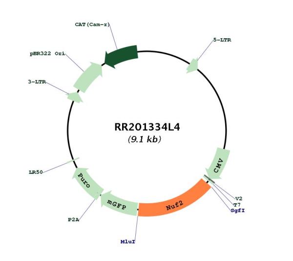 Circular map for RR201334L4
