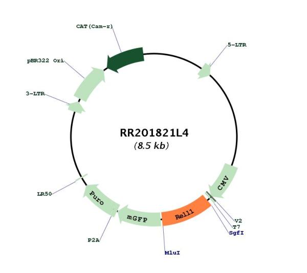 Circular map for RR201821L4