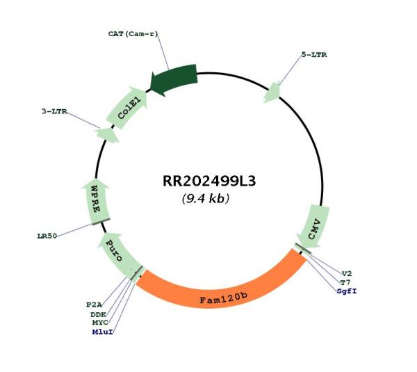 Circular map for RR202499L3