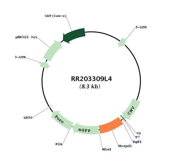 Circular map for RR203309L4