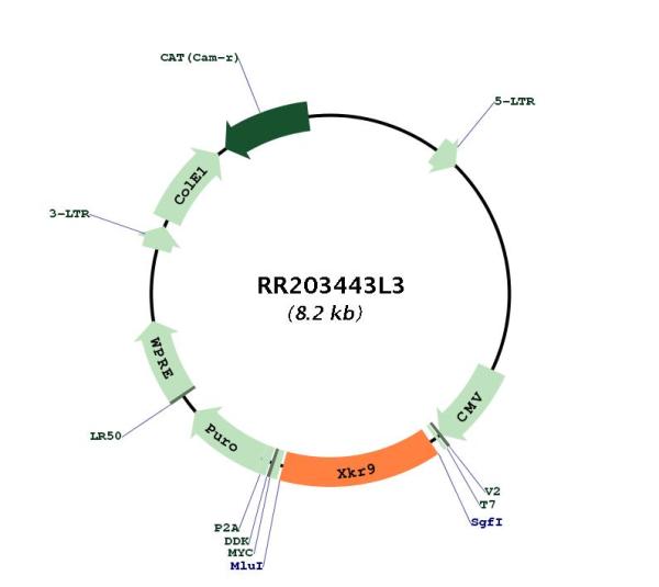 Circular map for RR203443L3