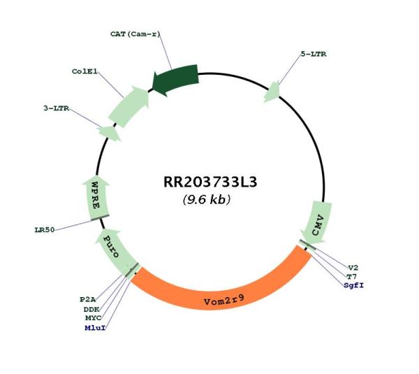 Circular map for RR203733L3